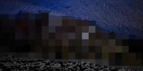 Arılar saldırdı, sürü kanala düştü: 400 koyun hayatını kaybetti
