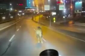Avcılar'da pazardan kaçan kurbanlık dana