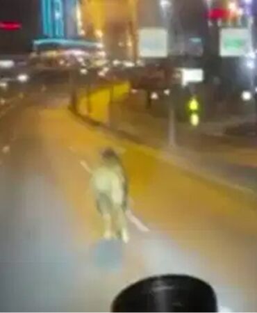 Avcılar'da pazardan kaçan kurbanlık dana