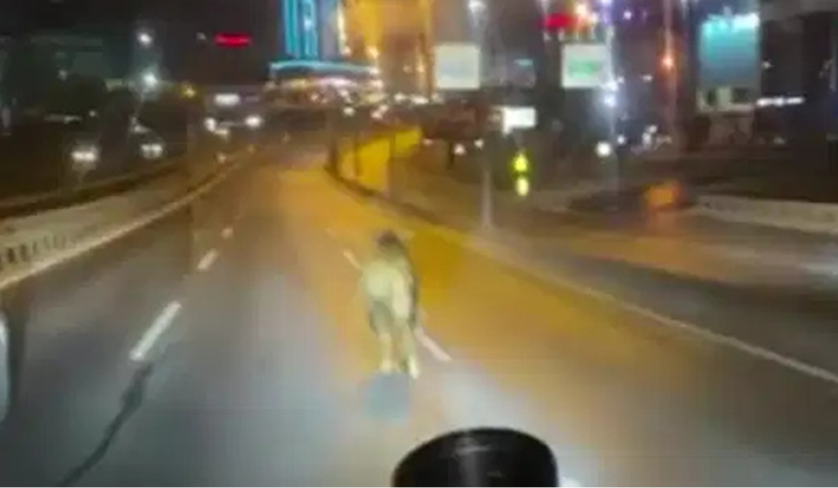 Avcılar'da pazardan kaçan kurbanlık dana
