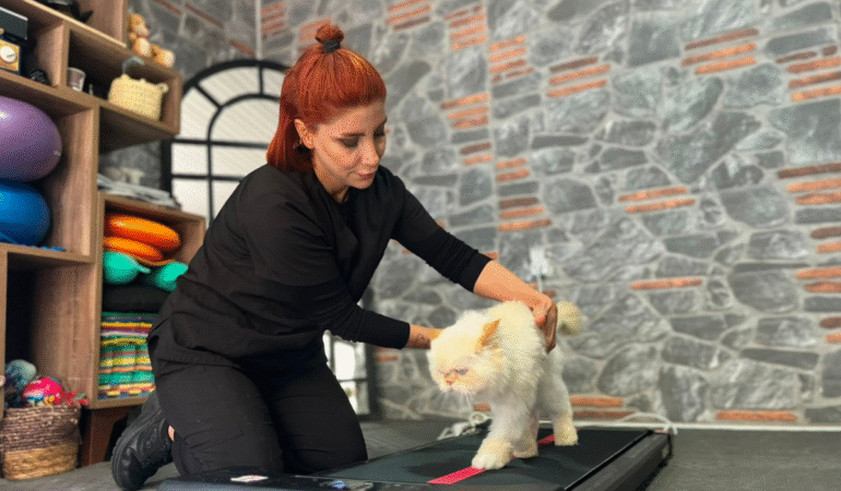 Chinchilla cinsi Köpük 18 yaşında! Pilates ve yüzme ile gençliğini koruyor