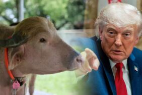 Sarı kaküllü manda 'Donald Trump' kesilmekten son anda kurtarıldı