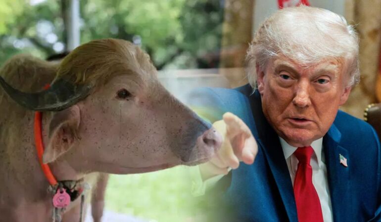 Sarı kaküllü manda 'Donald Trump' kesilmekten son anda kurtarıldı
