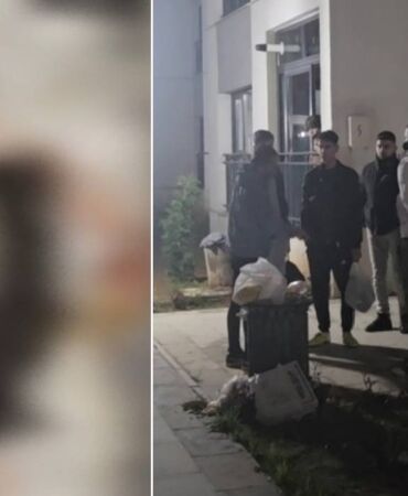 Sitede 4 yavru kedi parçalanarak öldürüldü iddiası