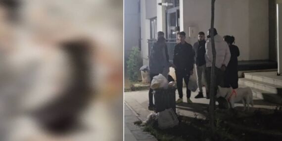 Sitede 4 yavru kedi parçalanarak öldürüldü iddiası