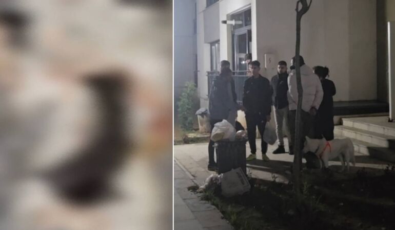 Sitede 4 yavru kedi parçalanarak öldürüldü iddiası