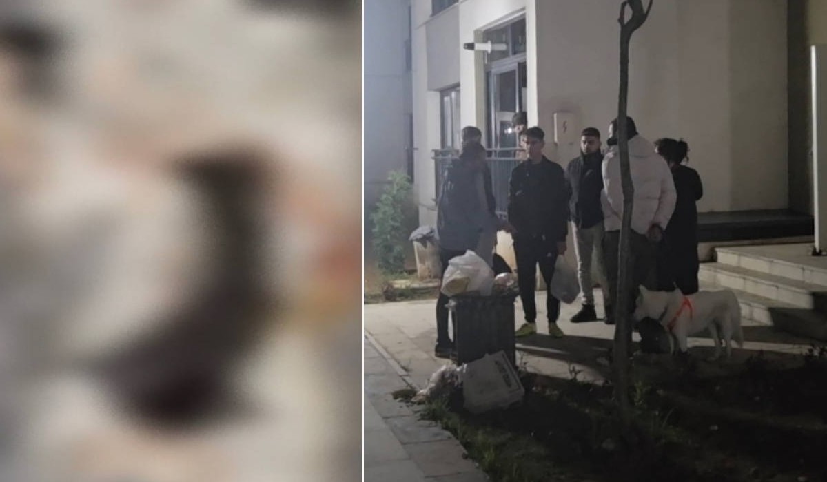 Sitede 4 yavru kedi parçalanarak öldürüldü iddiası