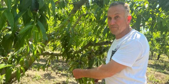 Bursa Ovası’nda ilginç hasat: Para etsin diye dalından koparılıp toprağa atılıyor