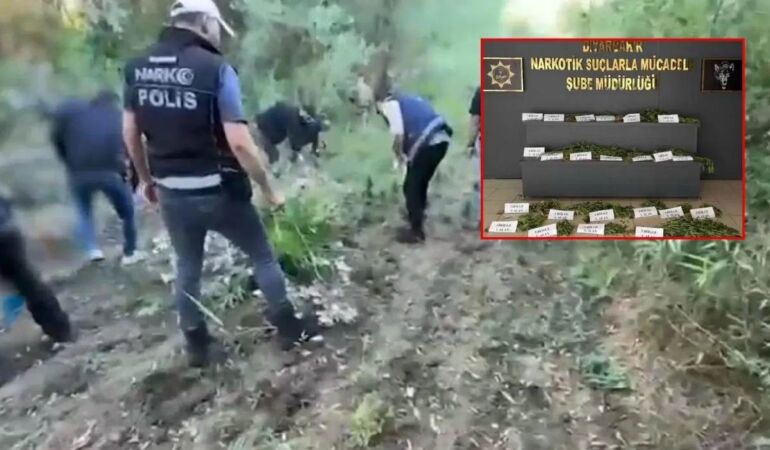 Diyarbakır’da hava destekli operasyon Binlerce kök kenevir imha edildi