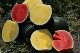 Tropical Sunshine Adana’da Kabuğu yeşil, içi sarı