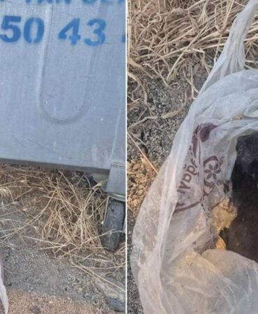 Eskişehir'de vicdan sızlatan olay Poşete konulup çöpe atılan yavru kedi kurtarıldı