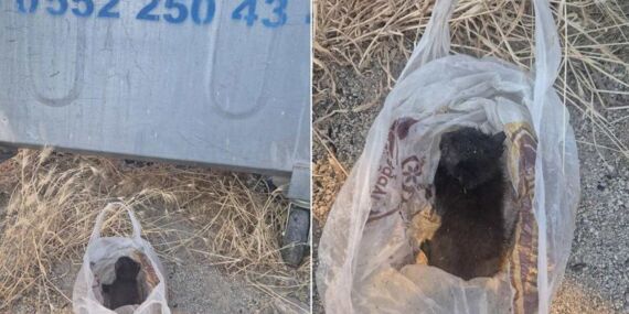 Eskişehir’de vicdan sızlatan olay: Poşete konulup çöpe atılan yavru kedi son anda kurtarıldı