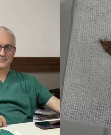 Kulağından 'kelebek' çıktı 'Hareketliydi, alırken kibar aldım, doğaya bıraktık'