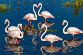 flamingo