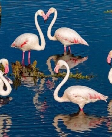 flamingo