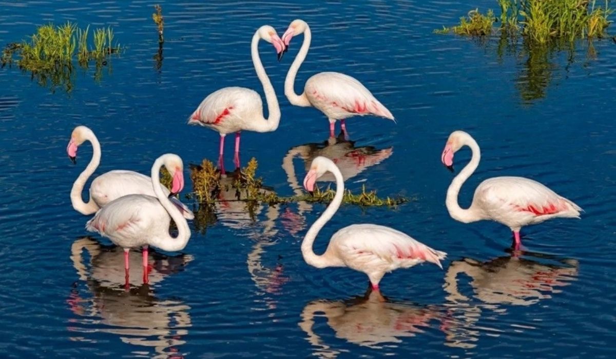 flamingo