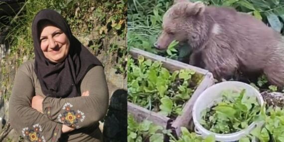 Rize’de aç kalan yavru ayıyı ev sakinleri besledi