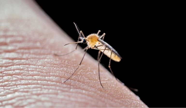 Batı Nil virüsü