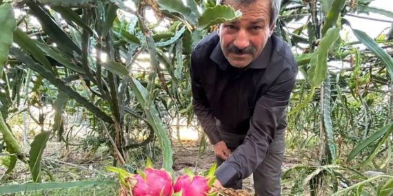 Tanesi 100 TL’den yok satıyor: Samsun’da fındığın tahtını sarsan girişim